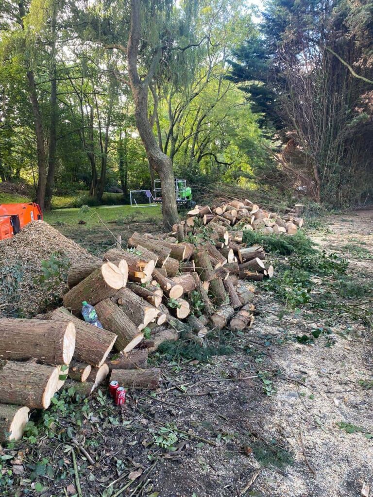 This is a photo of a wood area which is having multiple trees removed. The trees have been cut up into logs and are stacked in a row. East Bridgford Tree Surgeons