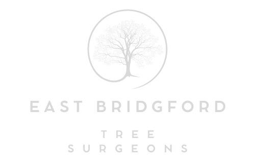 East Bridgford Tree Surgeons